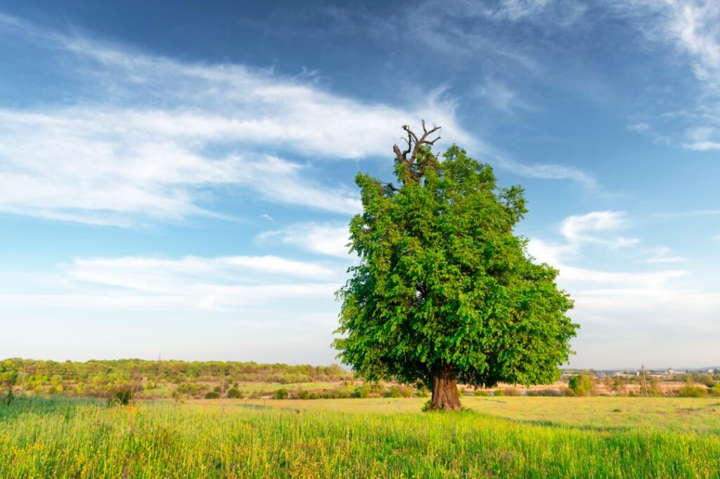 rentri ecologia